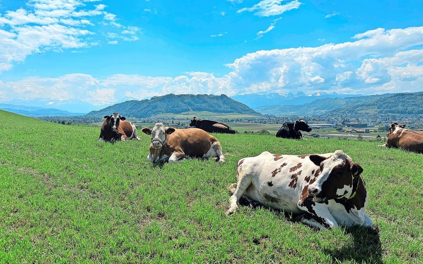 Kühe auf der Weide: Die SMP fordern in einem Beitrag auf «Nau.ch» eine faktenbasierte Diskussion rund um die Milchproduktion.
