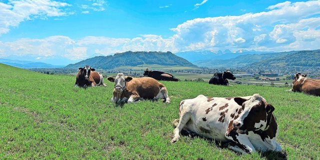Kühe auf der Weide: Die SMP fordern in einem Beitrag auf «Nau.ch» eine faktenbasierte Diskussion rund um die Milchproduktion.