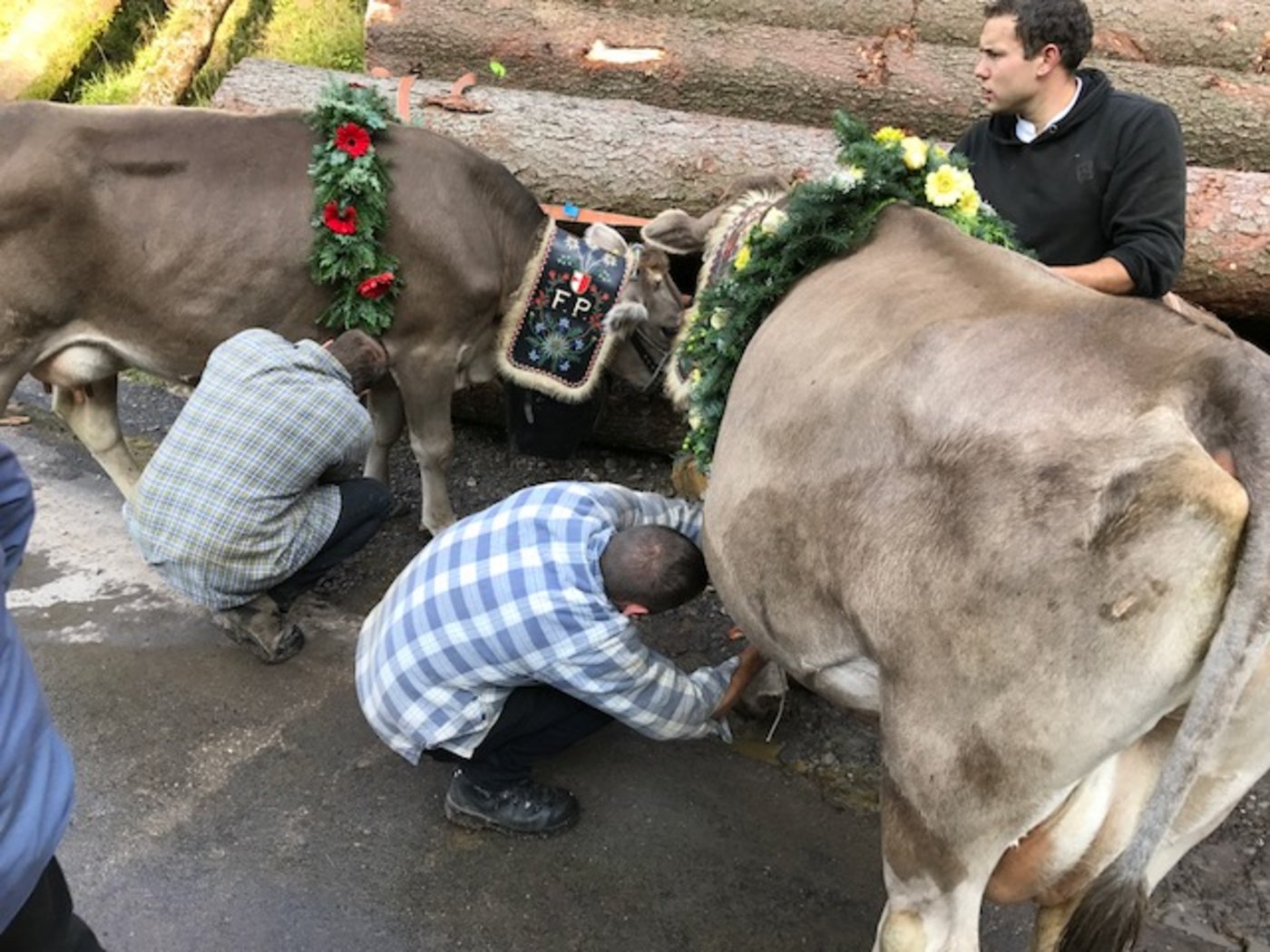 Letzte Vorbereitungen: Familie Felder schmückt auf dem Holzboden ihre Kühe. (Bild akr)