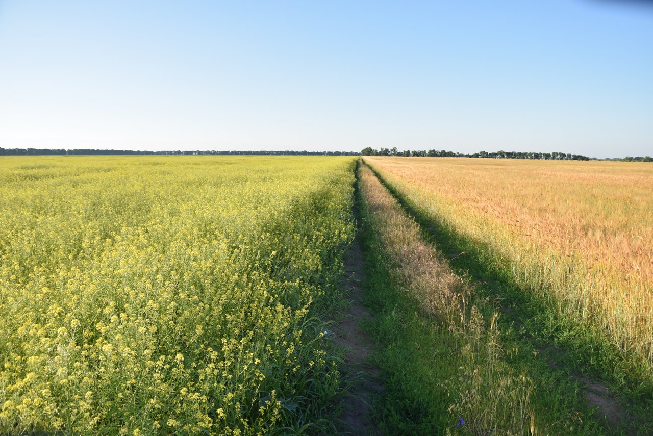 Senf und Getreide gehören zu den Hauptanbauprodukten im Bio-Sektor. (Bild Katrin Erfurt)