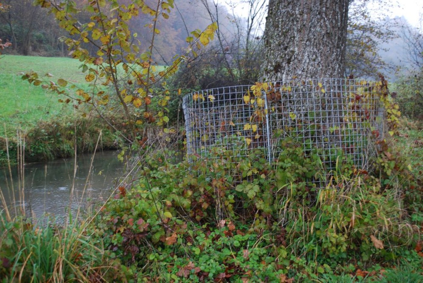 schützt einen Teil seiner Bäume mit einem Gitterzaun. Biber lassen sich von der Grösse eines Baums nicht beeindrucken. Am Ufer ...