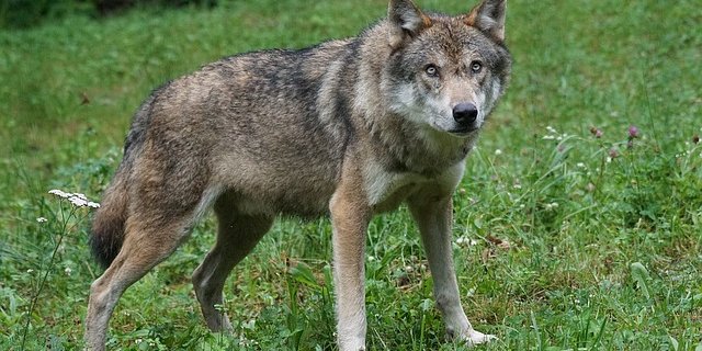 Der Initiativtext lautet wie folgt: Der Staat erlässt Vorschriften zum Schutz vor Grossraubtieren und zur Beschränkung und Regulierung des Bestands. Die Förderung des Grossraubtierbestands ist verboten. (Symbolbild Pixabay)