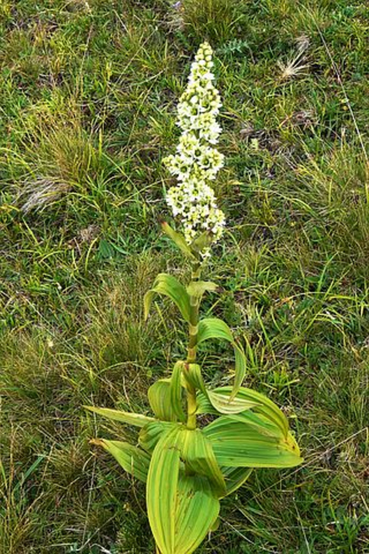 Der Weisse Germer ist vor allem in den Alpen ein grosses Problem. (Bild Pixabay)