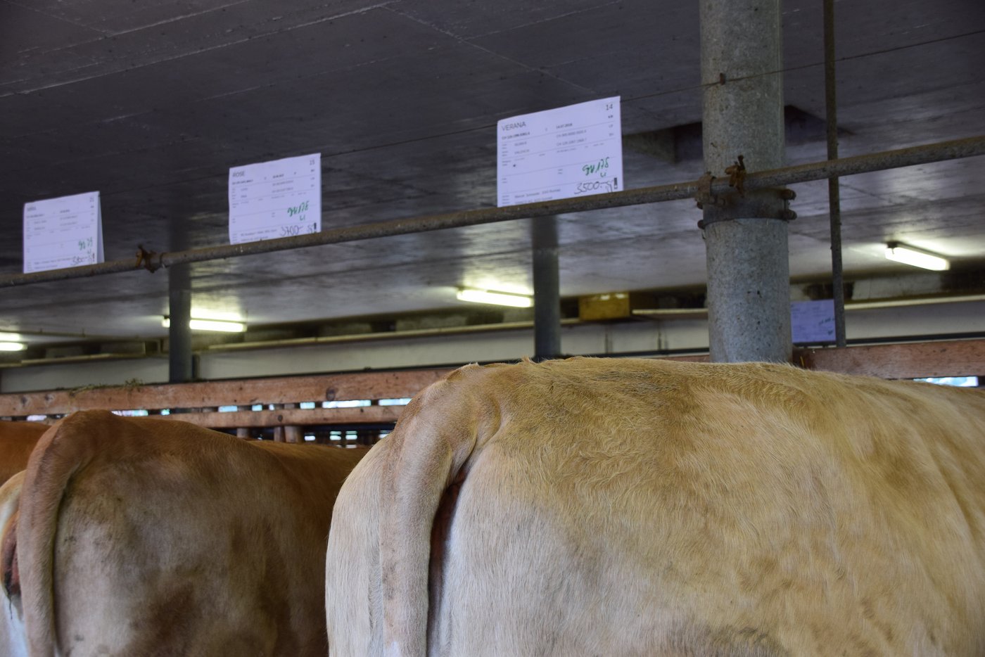 Die Verkaufsschilder enthalten Informationen zu der Abstammung, dem Verkäufer und dem Preis der Tiere. (Bild lmc)