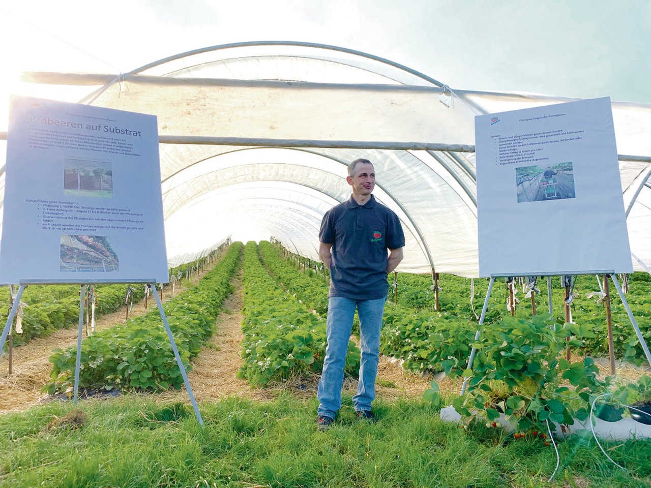 Beerenpflanzer Markus Wietlisbach erläutert den Edbeerenanbau auf Substrat in Töpfen (rechts unten). Im Hintergrund die Folientunnels mit Erdbeeren bei Willi Staubli in Muri. (Bilder Josef Scherer)