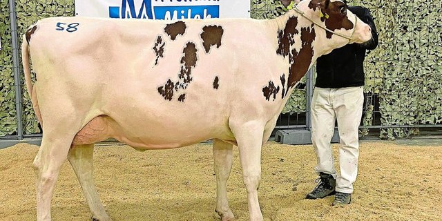 , das letzte Los an der Aargauer Auktion in der Arena Brunegg, erreichte mit 10 800 Franken den Höchstpreis.