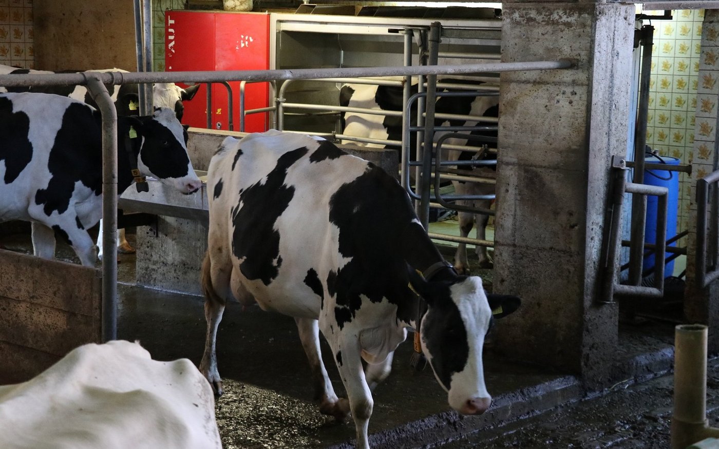 Rund 60 laktierende Kühe laufen am Roboter. (Bild rae)