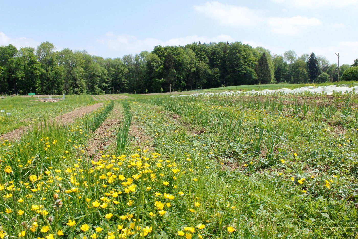 Auf dieser Fläche auf dem Birchhof probiert Roger Gündel aus, wie sich Permakultur in der Landwirtschaft umsetzen lässt. Mischkulturen und minimale Bodenbearbeitung sind typisch für diesen Ansatz. (Bild zVg)