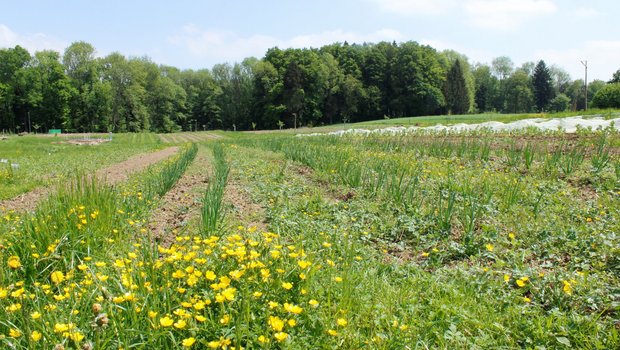 Auf dieser Fläche auf dem Birchhof probiert Roger Gündel aus, wie sich Permakultur in der Landwirtschaft umsetzen lässt. Mischkulturen und minimale Bodenbearbeitung sind typisch für diesen Ansatz. (Bild zVg)