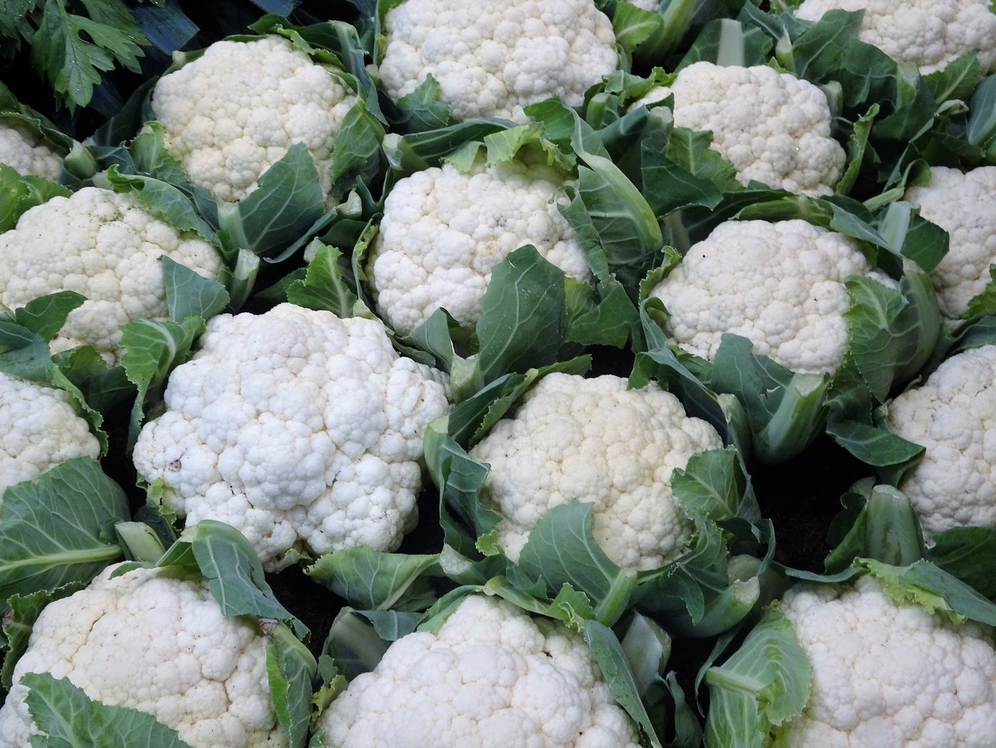 Mit 1,9 Kilogramm pro Kopf im Jahr 2018 ist Blumenkohl in der Schweiz die zweitbeliebteste Kohlart nach Brokkoli. (Bild mr, LID)