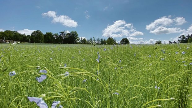 Von der Bauernregel Von der Bauernregel über Wetterschmöcker bis hin zur meteorologischen Langzeitprognose – mittels komplexer Wettermodelle gibt es verschiedene Verfahren für längerfristige Wettervorhersagen.
