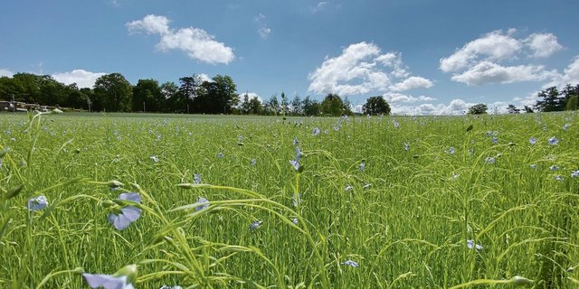 Von der Bauernregel über Wetterschmöcker bis hin zur meteorologischen Langzeitprognose – mittels komplexer Wettermodelle gibt es verschiedene Verfahren für längerfristige Wettervorhersagen.  