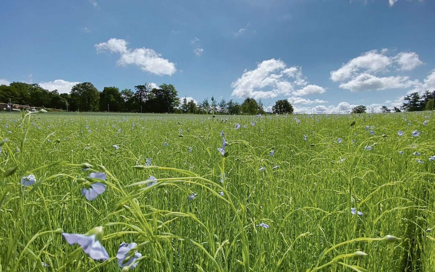 Von der Bauernregel über Wetterschmöcker bis hin zur meteorologischen Langzeitprognose – mittels komplexer Wettermodelle gibt es verschiedene Verfahren für längerfristige Wettervorhersagen.  
