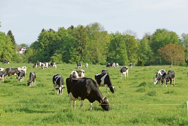 Milchkühe im Mittelland bleiben produktiv. Der Strukturwandel kann mit Neumitgliedern kompensiert werden.(Symbolbild rae)