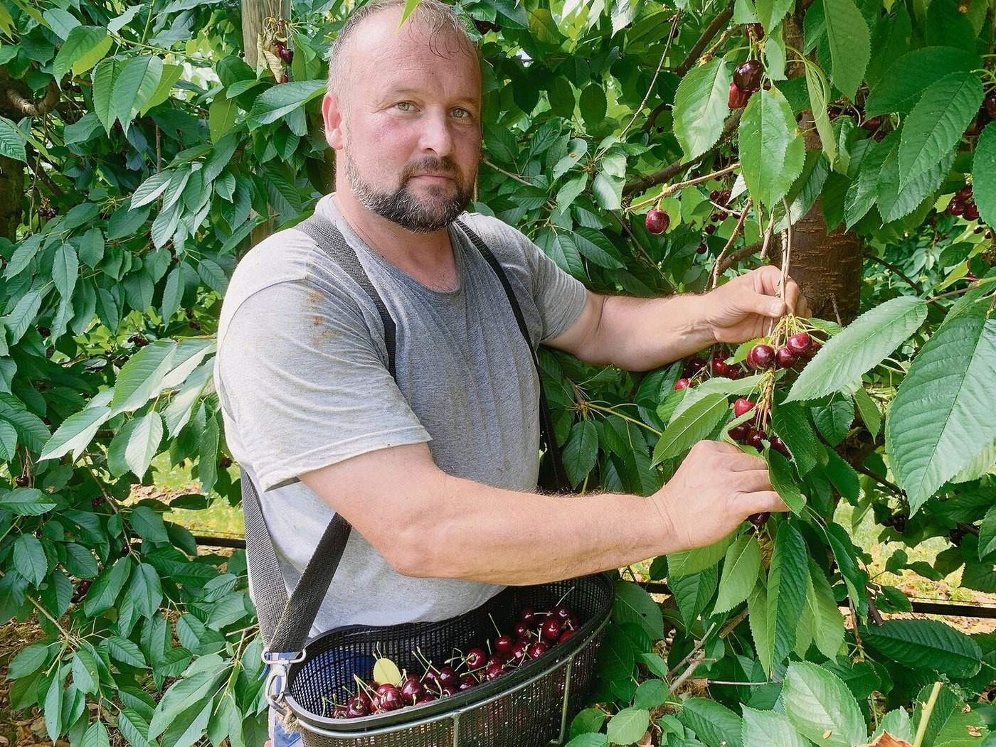 Jakob Müller bei der Ernte der Sorte Wanda in der abgedeckten und eingenetzten Kirschenanlage auf dem Bodenacherhof im luzernischen Gelfingen.  	