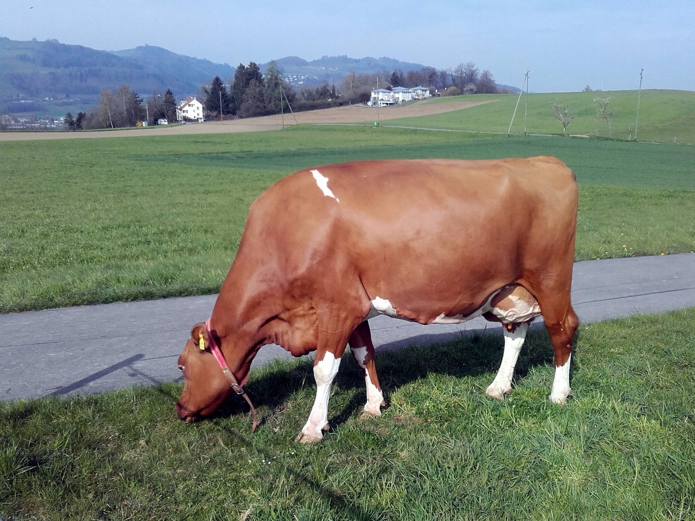 Die schöne Red Horizon Odyssey Fiala ist nicht nur hübsch, sondern auch ein liebes und gutmütiges Tier. Nur wenn sie ein Halfter und zu viele Leute sieht, kann sie zur Diva werden. (Bild Ruedi Wüthrich)