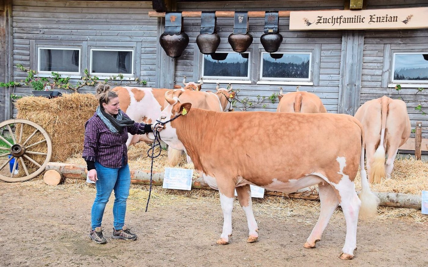 Laura Wüthrich präsentiert hier das wunderschöne Rind Baschi Evologia den Experten.