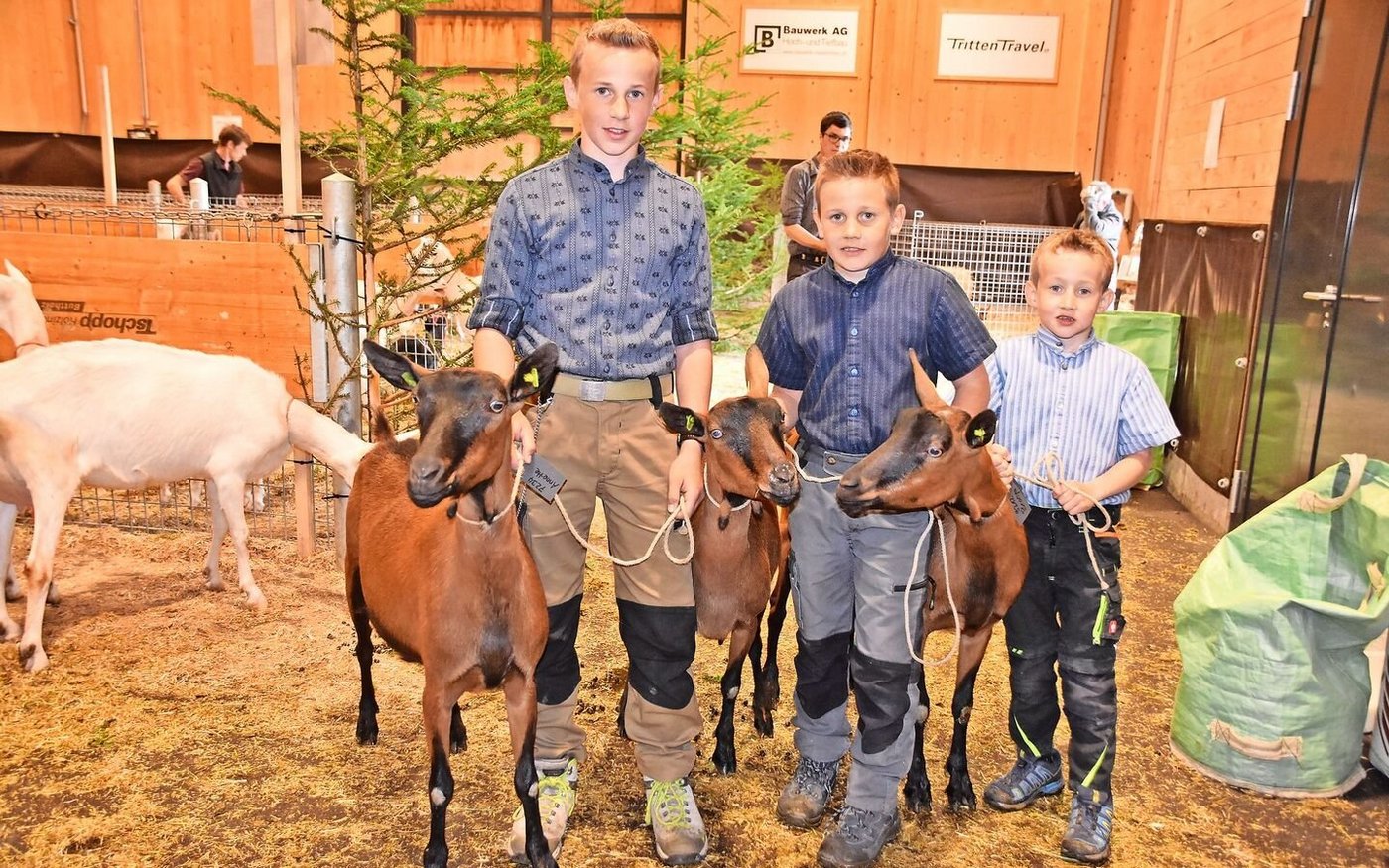 Sie führten die Ziegen von Andreas Brügger gekonnt und mit viel Liebe vor: die Gebrüder Levin, Norin und Lian Schmid (v. l.) aus Zweisimmen. 