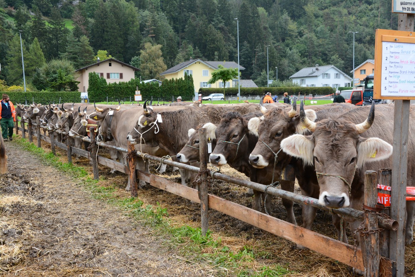 Impressionen vom Schauplatz, im Bild die OB-Rinder.