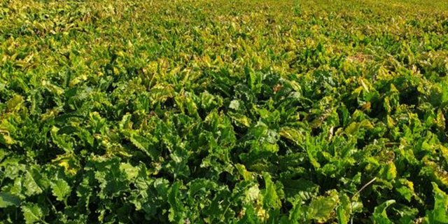 Die Viröse Vergilbung führt bei Zuckerrüben zu Mindererträgen und tieferen Zuckergehalten. (Bild lid/ji)