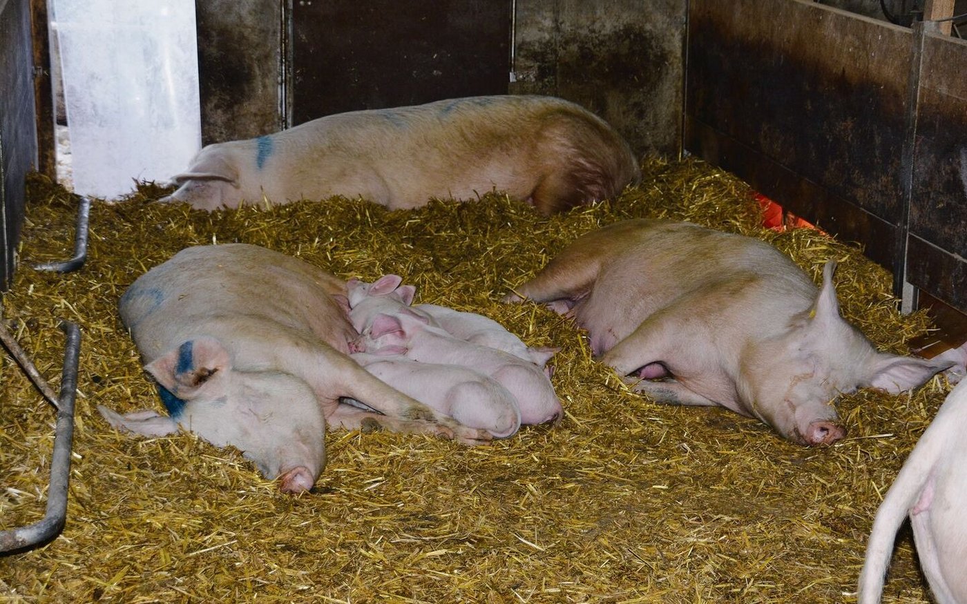 In aller Ruhe säugen diese Ferkel in einer Gruppensäuge-Bucht. Rechts im Bild ist die Ferkelkiste zu sehen.