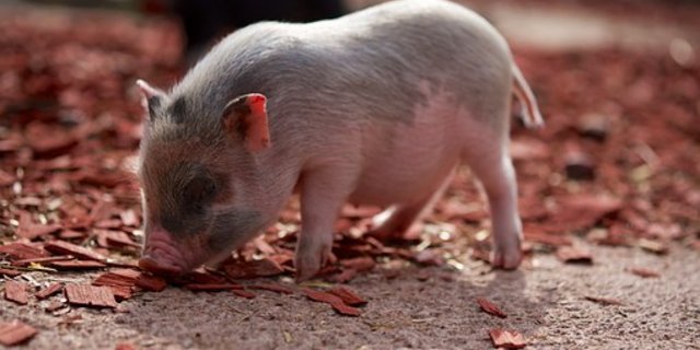 Ferkel wechseln gerne ihre Spielzeuge. (Symbolbild Pixabay)