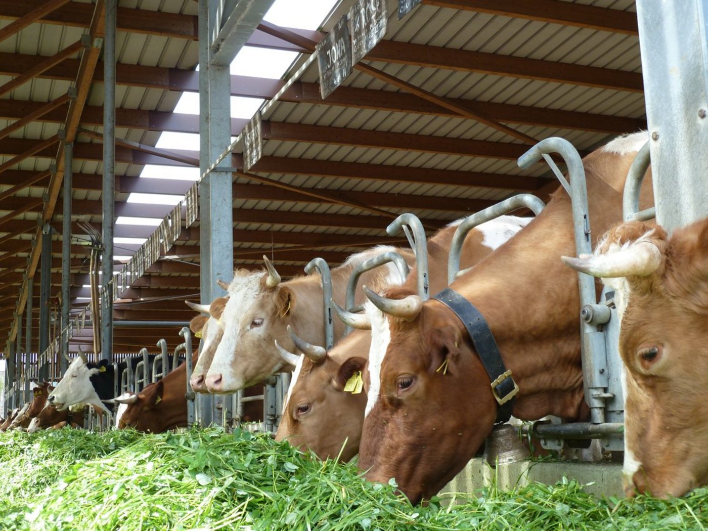 Behornte Kühe brauchen mehr Platz und das verteuert die Produktion. (Bild zvg)