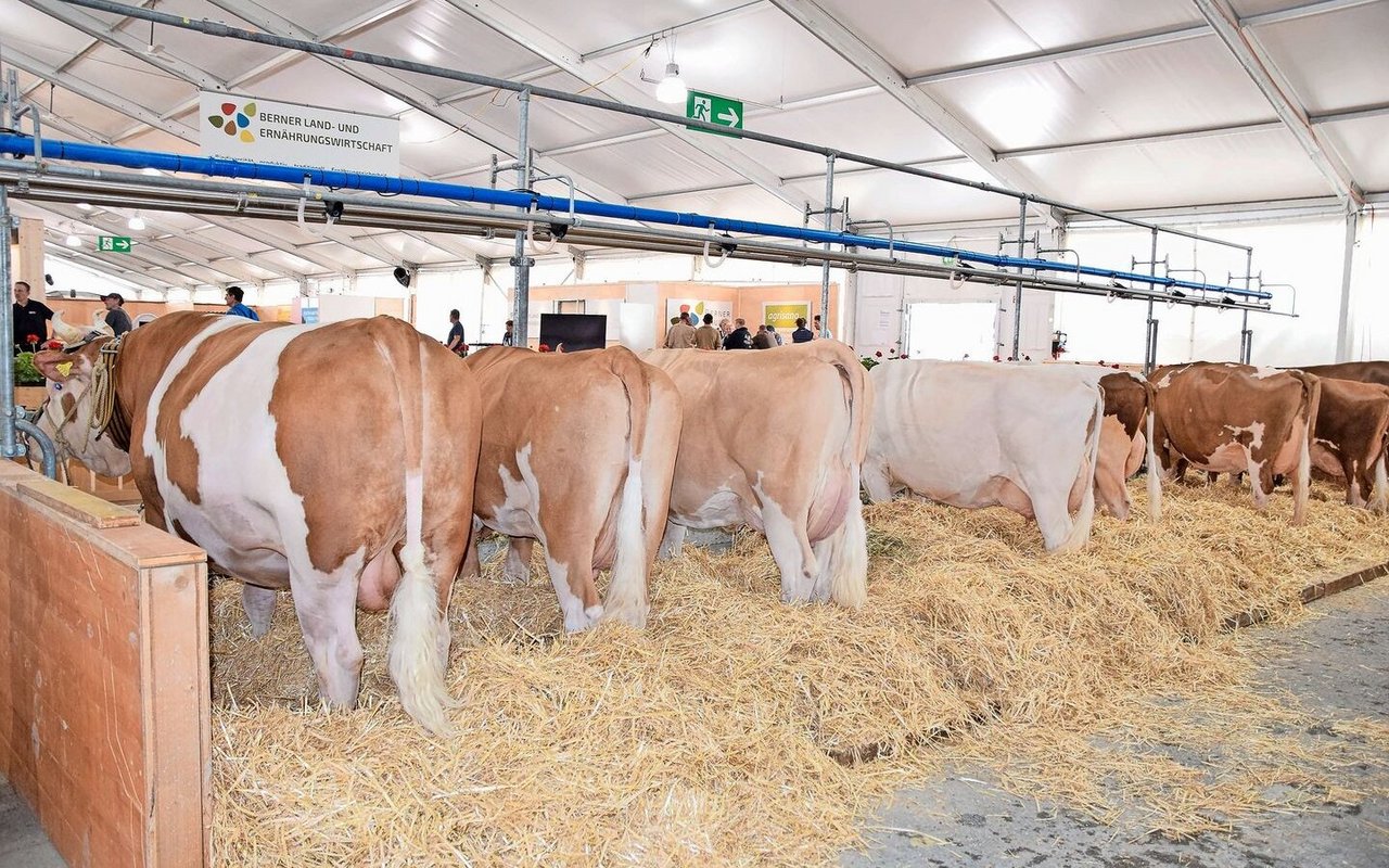 Dieses Läger ist schon mal besetzt. Neben den Kühen gibt es auch zwei eindrückliche Stiere zu sehen: einen Simmentaler- und einen SF-Stier. 