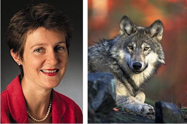 Die Autoren des offenen Briefs sorgen sich, dass eine vom Wolf aufgeschreckte Mutterkuhherde jemanden verletzten könnte. (Bild BauZ/Pixabay)