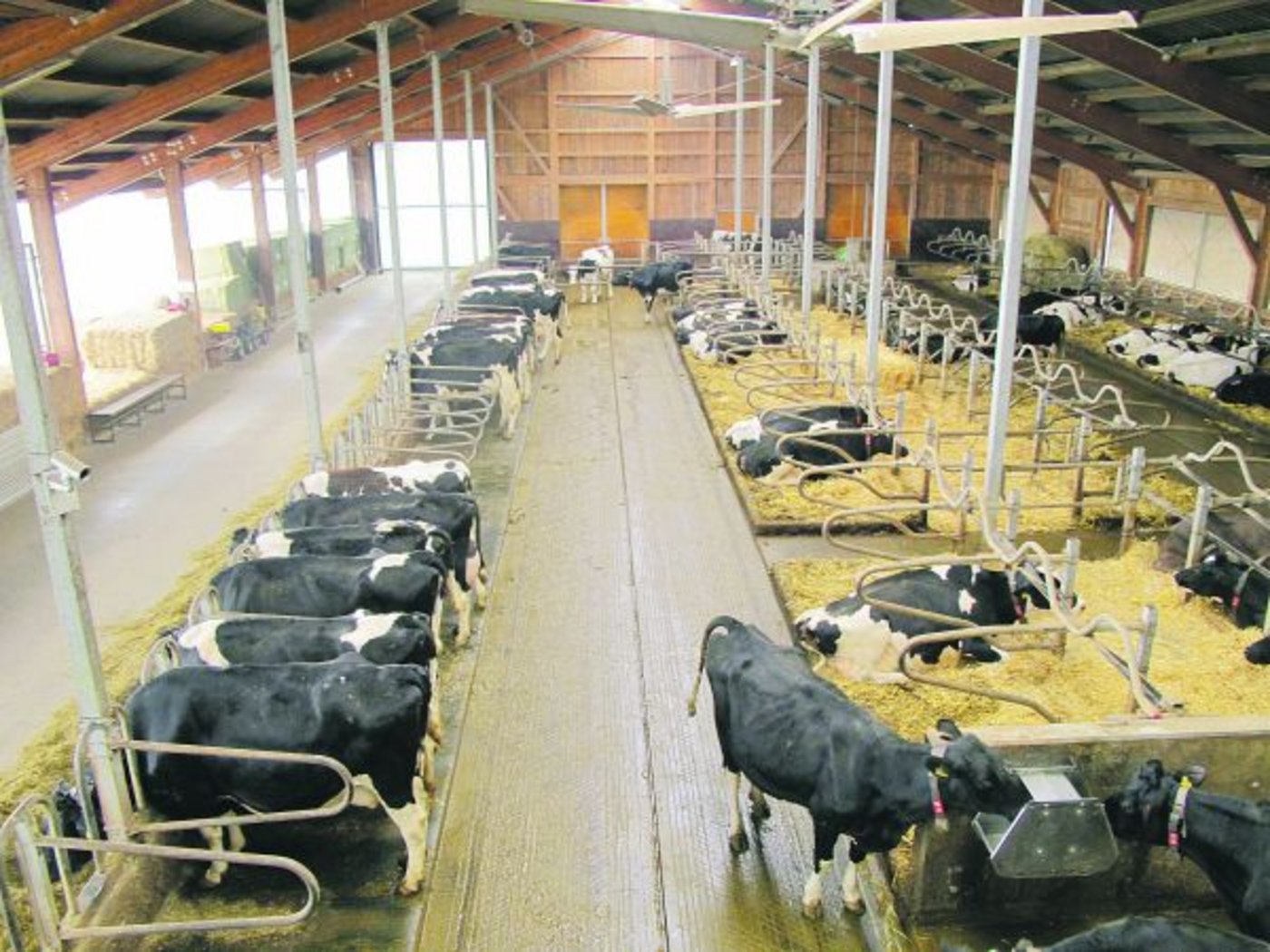 Ein Milchviehstall mit erhöhtem Fressstand und Abtrennbügeln: Diese Massnahme zur Verminderung der Ammoniakemissionen wird aktuell von Bund und Kantonen gefördert. (Bild zVg)