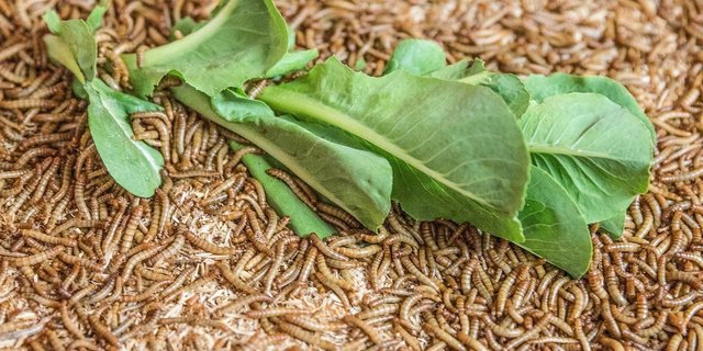 Mehlwürmer können in kurzer Zeit grosse Mengen an organischer Nahrung fressen. (Bilder Ensectable)