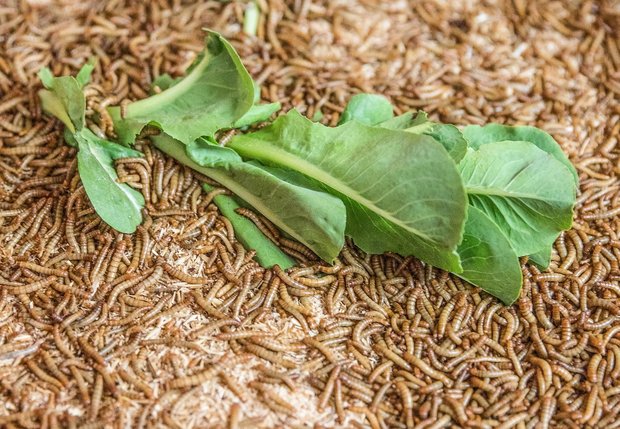Mehlwürmer können in kurzer Zeit grosse Mengen an organischer Nahrung fressen. (Bilder Ensectable)