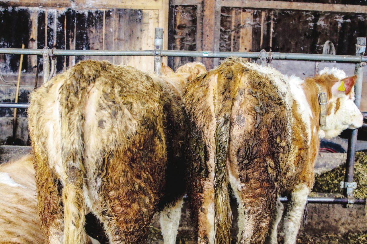 Völlig verschmutzte Rinder sind ein Mangel, der immer wieder einmal von Kontrolleuren beanstandet werden muss. (Bild Archiv TiF)