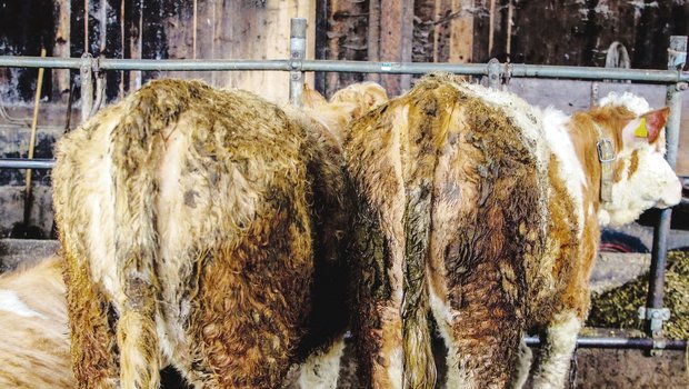 Völlig verschmutzte Rinder sind ein Mangel, der immer wieder einmal von Kontrolleuren beanstandet werden muss. (Bild Archiv TiF)