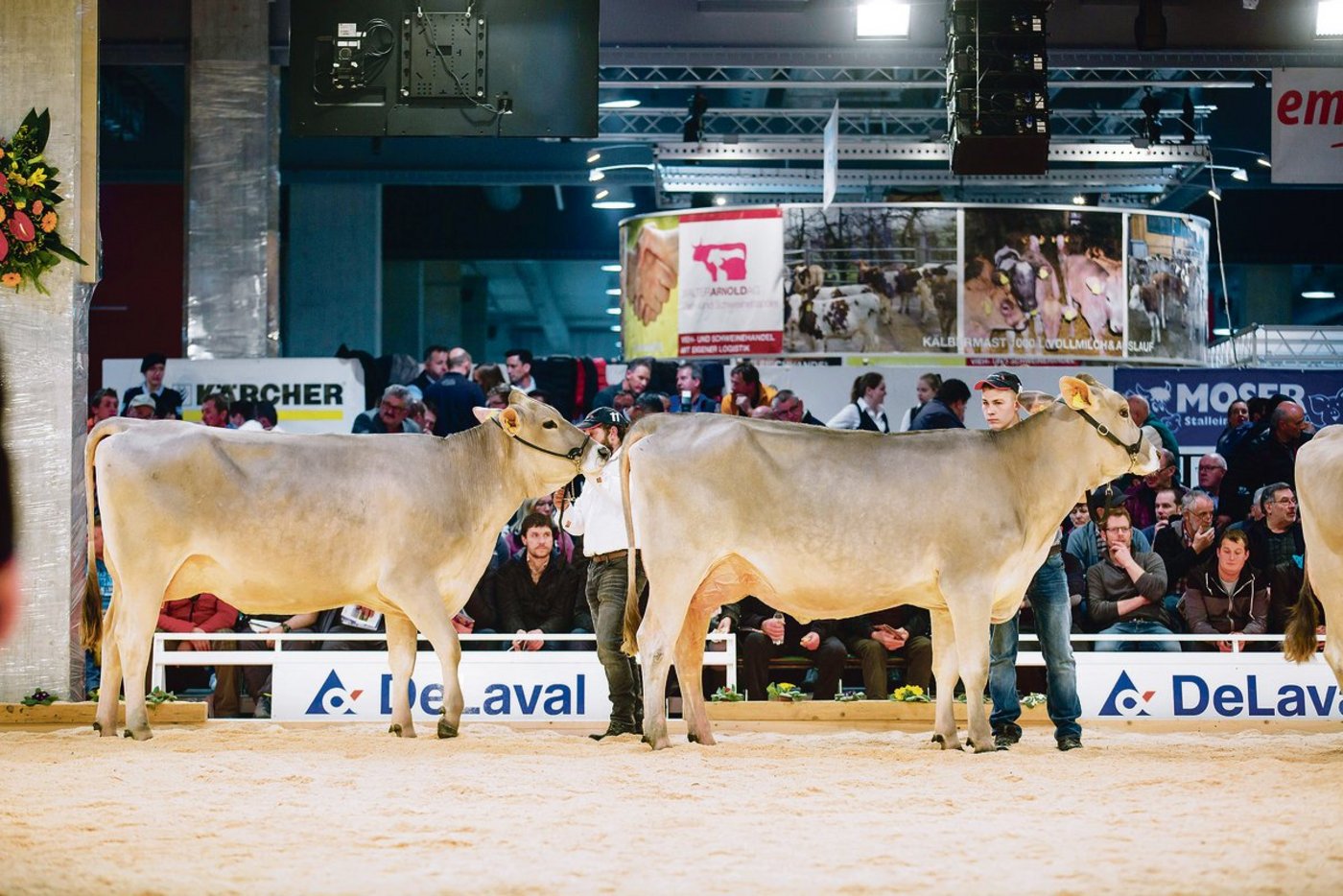 Die IGBS-Schau vom Freitag, 21. Februar, gehört an der Tier & Technik sicher zu  den vielen Höhepunkten.(Bild Joe Pohl)