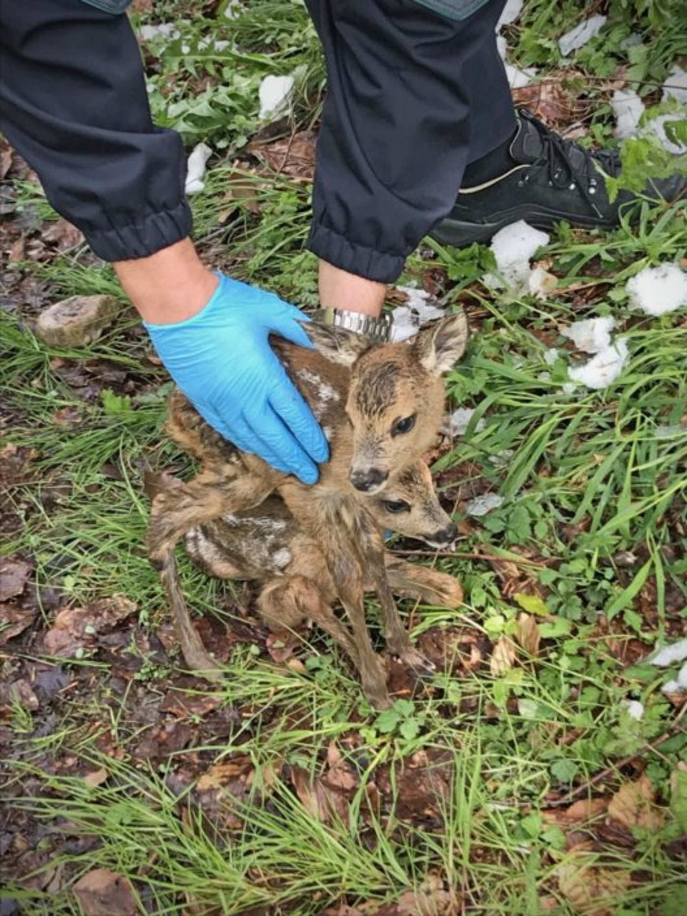 Die Polizei hob die beiden Tiere auf und legte sie oberhalb der Böschung hin. (Bilder Kantonspolizei St.Gallen)