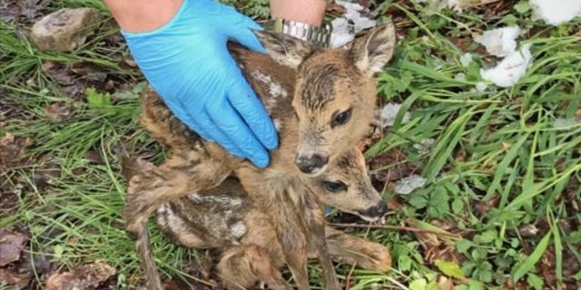 Die Polizei hob die beiden Tiere auf und legte sie oberhalb der Böschung hin. (Bilder Kantonspolizei St.Gallen)