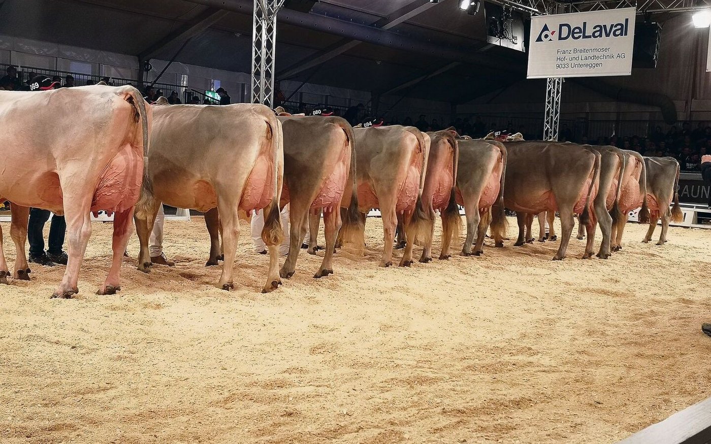 Das Line-up der Senior-Schöneuter an der IGBS-Show in St. Gallen.