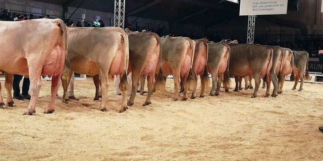 Das Line-up der Senior-Schöneuter an der IGBS-Show in St. Gallen.