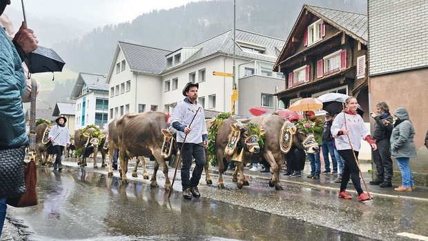 Schön geschmückte Viehsennten am Sennenchilbi-Umzug in Muotathal. 