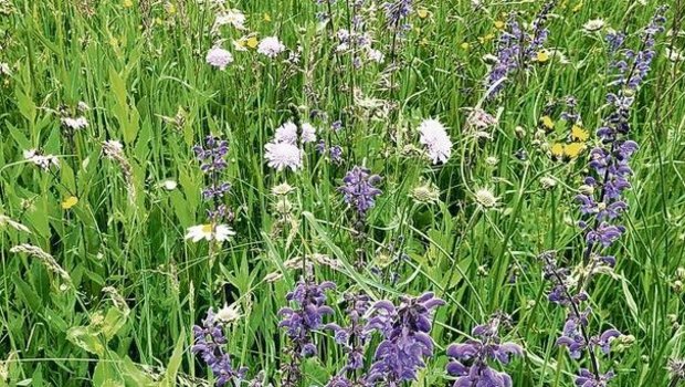 Biodiversitätsförderflächen gibt es schon viele, und immer mehr auch in Qualitätsstufe 2. 