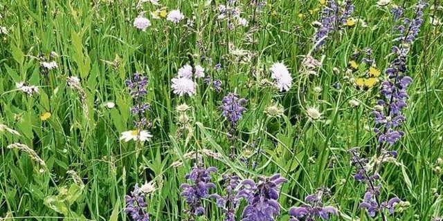 Biodiversitätsförderflächen gibt es schon viele, und immer mehr auch in Qualitätsstufe 2. 