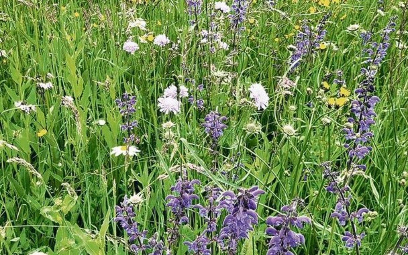 Biodiversitätsförderflächen gibt es schon viele, und immer mehr auch in Qualitätsstufe 2. 
