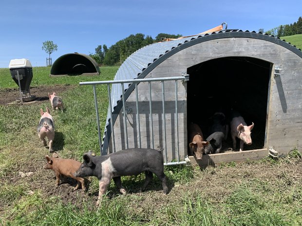 Bioschweine beim Birrholz auf der Horwer Halbinsel, welche zum Biohof Hinterberg von Hans und Andrea Wey gehören. Die Hampshire werden lediglich den Sommer über in Zusammenarbeit mit dem Uelihof in Horw im Freien ausgemästet. (Bild js)
