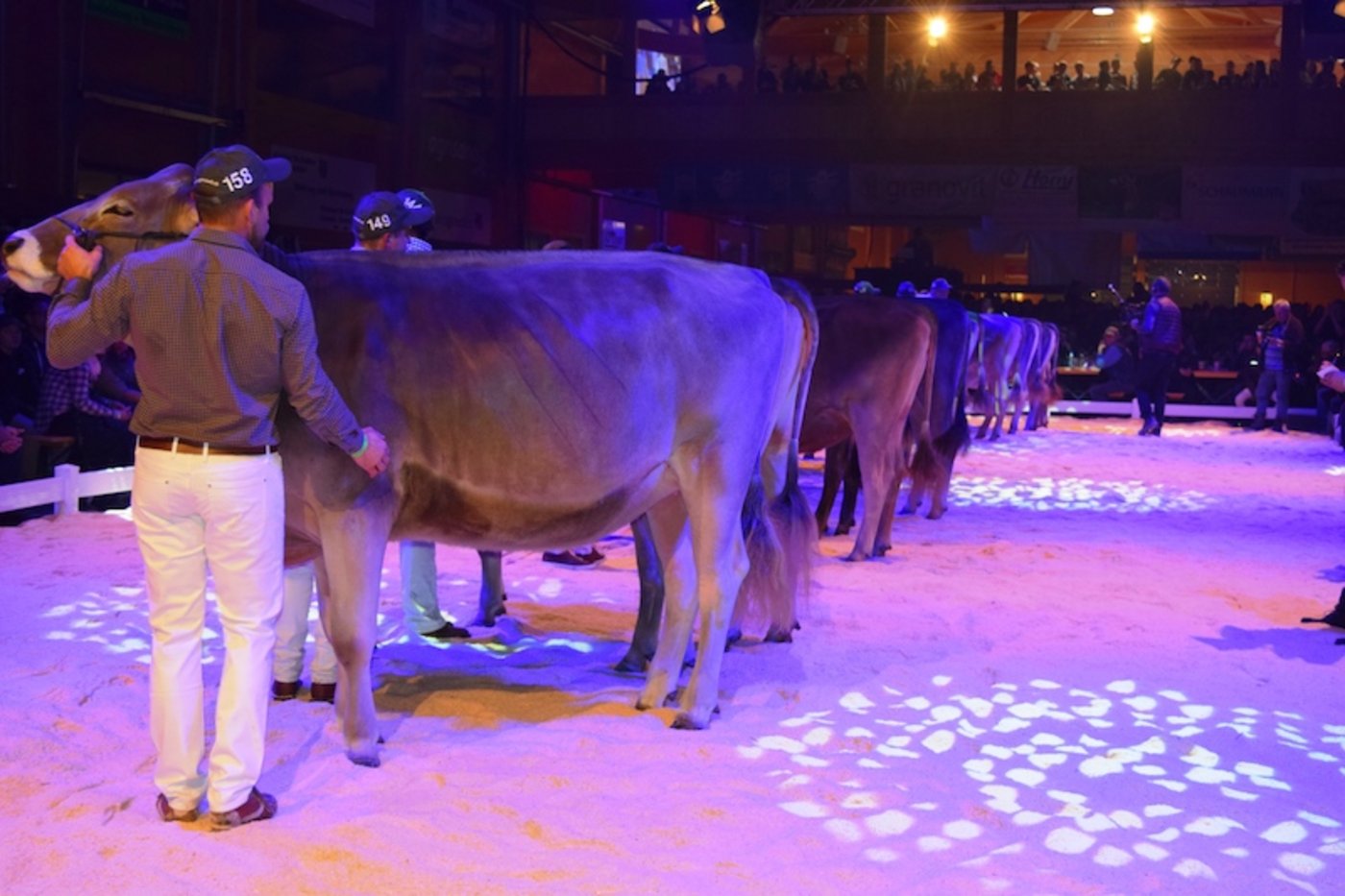 Viehschauen finden wegen der strengen Sicherheitsvorschriften fast keine statt. (Bild Stefanie Giger)
