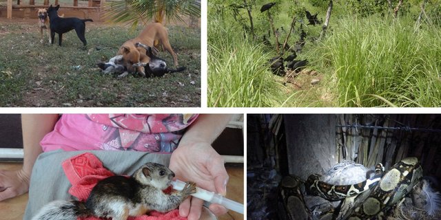 Die vier Hunde vor dem Haus (oben links). Geier zeugen von einem Hundekampf, dem ein Tier zu Opfer fiel. (oben rechts). Auch das mit Kuhmilch aufgezogene Eichhörnchen wurde von einem der Hofhunde erwischt. Nur gegen Schlangen sind die Hunde machtlos. (Bilder Mirka Lötscher)