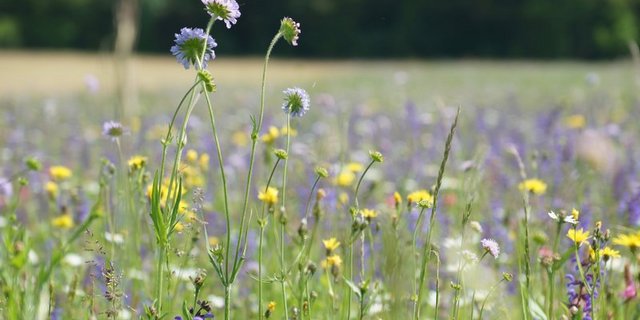 Das Gras von der Spenderwiese muss nach dem Schnitt am Morgen möglichst schnell auf die Empfängerfläche gebracht werden. (Symbolbild BauZ)