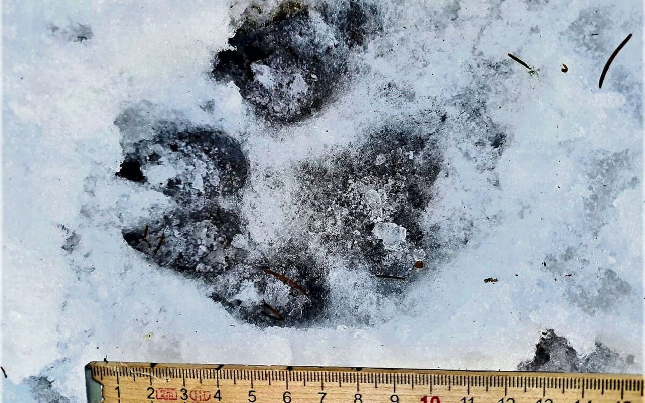 Wolfsspuren im Schnee oberhalb von Root.