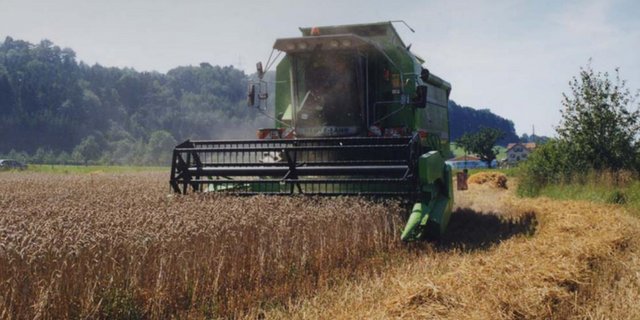 Bei der Getreideverarbeitung entstehen in der Müllerei ca. 25 Prozent Nebenprodukte wie zum Beispiel Kleie. (Bild lid)