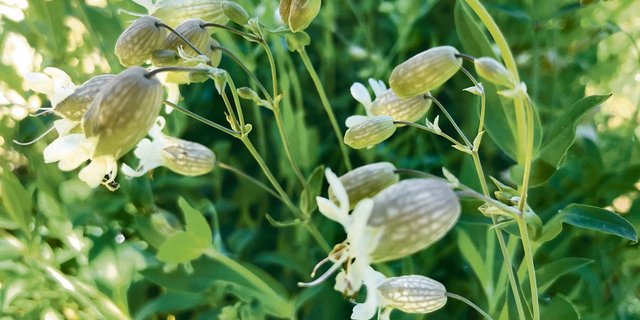 Das Aufgeblasene Leimkraut kann man essen: Seine jungen Triebe sollen gedämpft als Gemüse ein Genuss sein.